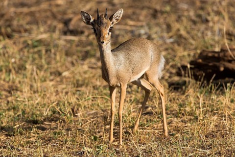 Gunther's dik-dik (Madoqua guentheri)