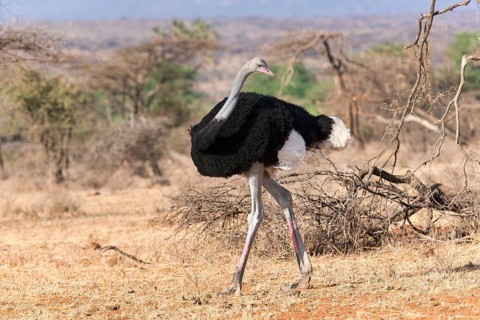 Somali ostrich (Struthio molybdophanes)