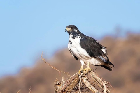 Augur buzzard (Buteo augur)