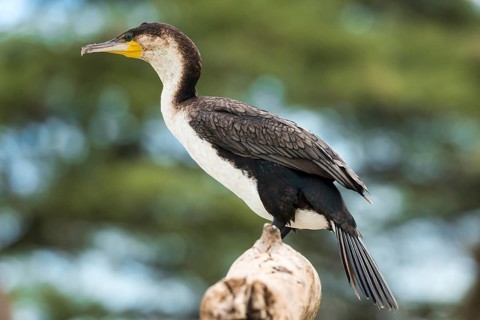 White-breasted cormorant (Phalacrocorax lucidus)
