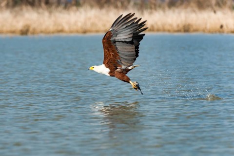 African fish eagle (Haliaeetus vocifer) with prey