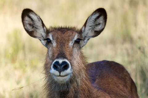 Defassa waterbuck (Kobus ellipsiprymnus defassa)