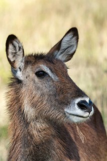 Defassa waterbuck (Kobus ellipsiprymnus defassa)