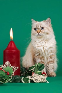 British Shorthair cat gazing at a burning candle
