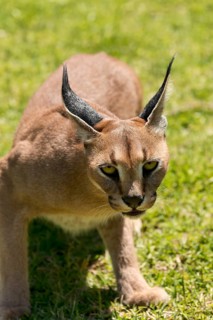 Caracal (Caracal caracal) looking aggressive