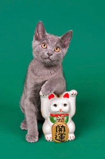 Purebred cat