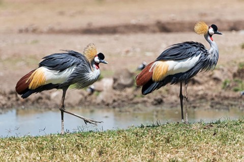 Black crowned cranes (Balearica pavonina)