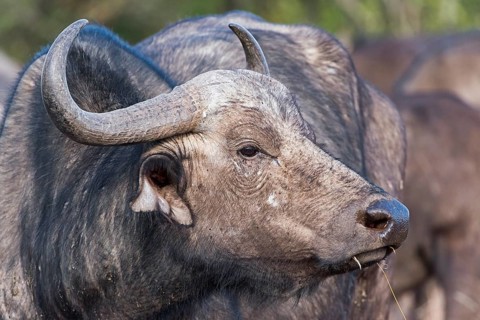 Cape buffalo (Syncerus caffer)