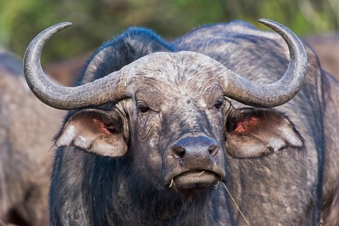 Cape buffalo (Syncerus caffer)