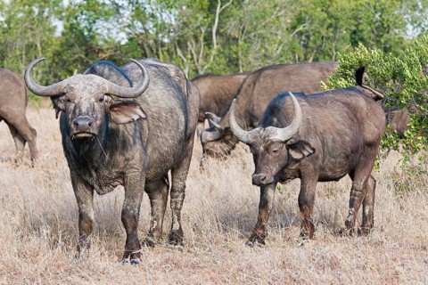 Cape buffalos (Syncerus caffer)