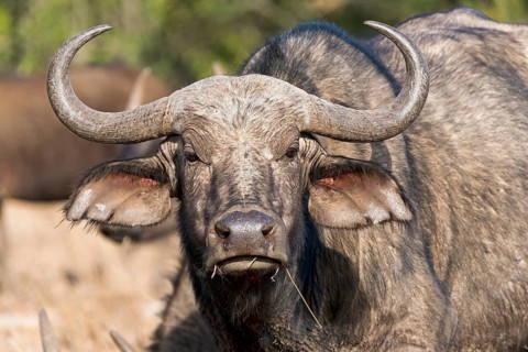 Cape buffalo (Syncerus caffer)