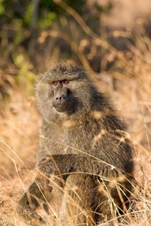 Olive Baboon (Papio anubis)