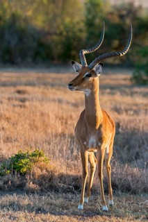 Impala (Aepyceros melampus)