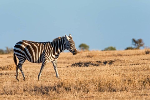 Plains Zebra (Equus quagga)