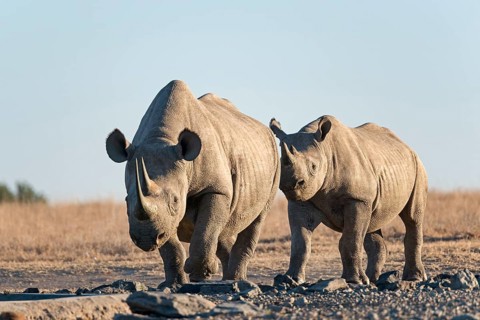 Black rhinoceros or hook-lipped rhinoceros (Diceros bicornis)