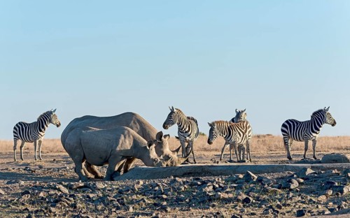 Black rhino (Diceros bicornis) drinking at artificial waterhole