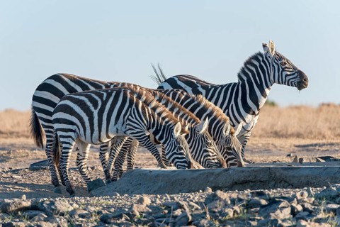 Plains Zebra (Equus quagga) drinking at artificial waterhole
