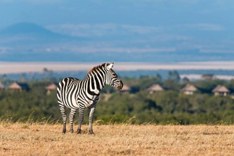 Plains Zebra (Equus quagga)