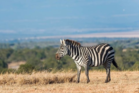 Plains Zebra (Equus quagga)