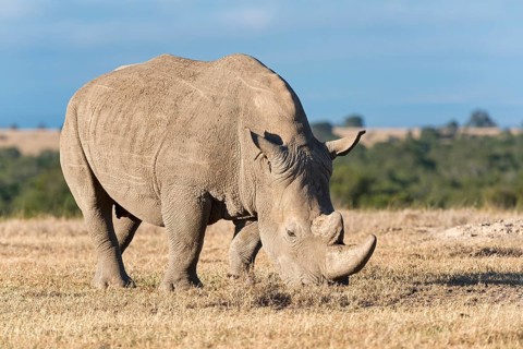 White Rhinoceros (Ceratotherium simum) eating dry grass