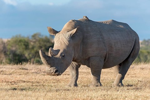 White Rhinoceros (Ceratotherium simum)