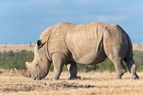 White Rhinoceros (Ceratotherium simum) eating dry grass