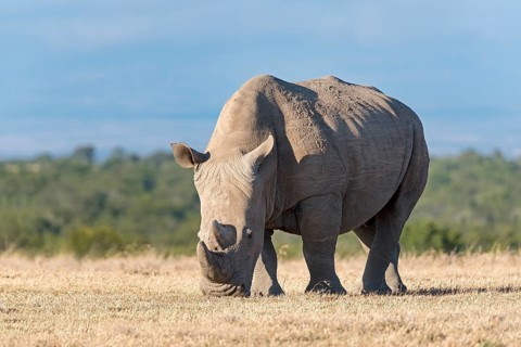 White Rhinoceros (Ceratotherium simum) eating dry grass