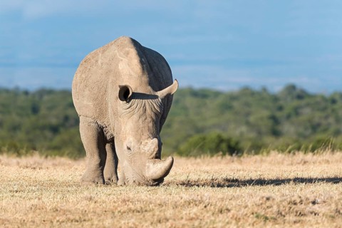 White Rhinoceros (Ceratotherium simum) eating dry grass