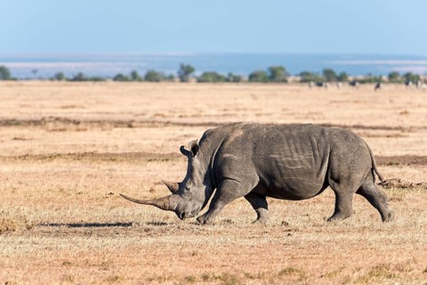 Black Rhinoceros (Diceros bicornis)