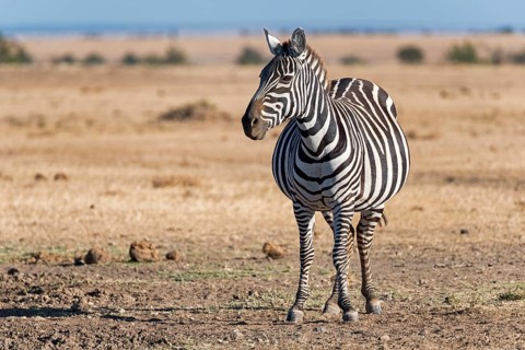 Plains zebra (Equus quagga)
