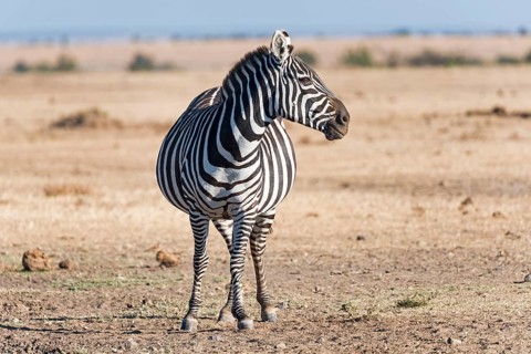 Plains zebra (Equus quagga)