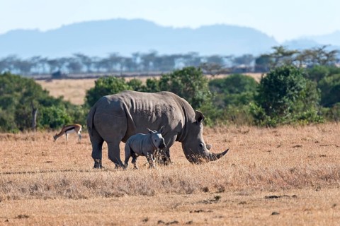 White Rhinoceros (Ceratotherium simum) feeding