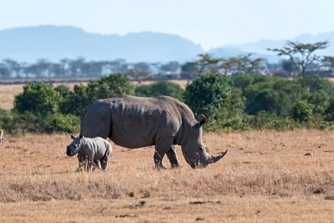 White Rhinoceros (Ceratotherium simum) feeding