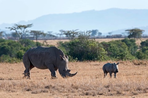 White Rhinoceros (Ceratotherium simum) feeding