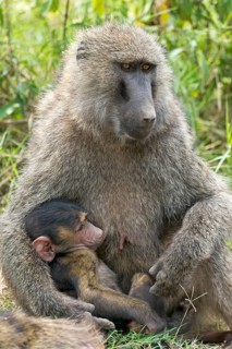 Anubis or olive baboon (Papio anubis) suckling young