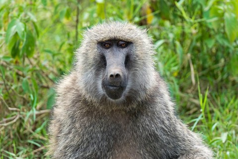 Anubis or olive baboon (Papio anubis)