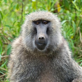 Anubis or olive baboon (Papio anubis)