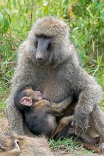 Anubis or olive baboon (Papio anubis) suckling young
