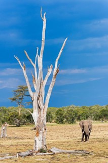 African bush elephant (Loxodonta africana)