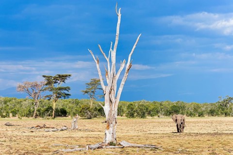 African bush elephant (Loxodonta africana)