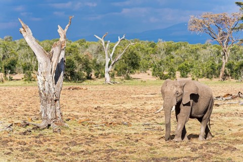 African bush elephant (Loxodonta africana)