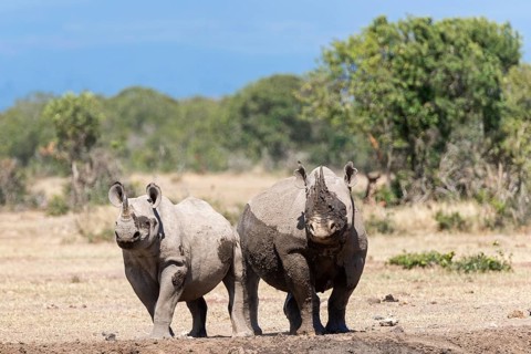 Black rhinos (Diceros bicornis) after a mud bath