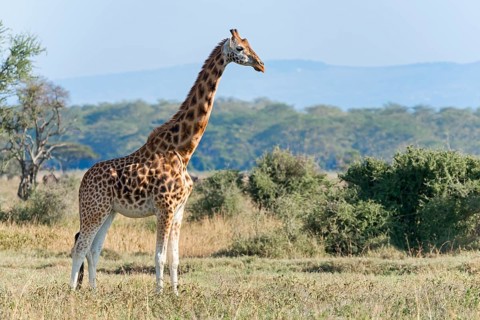 Rothschild's giraffe (Giraffa camelopardalis rothschildi)
