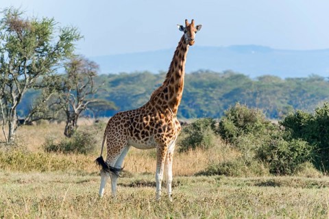 Rothschild's giraffe (Giraffa camelopardalis rothschildi)