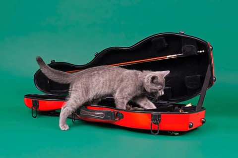 Purebred cat