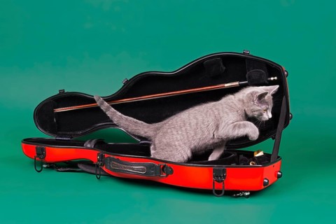 Purebred cat