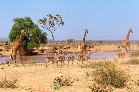 Reticulated Giraffe (Giraffa camelopardalis reticulata) with Impalas (Aepyceros melampus)