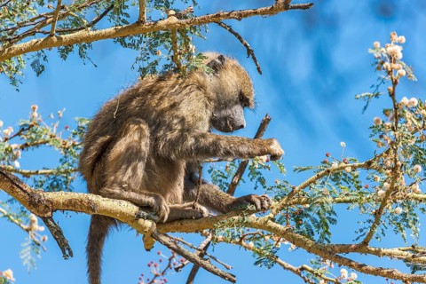 Olive Baboon (Papio anubis) sitting on umbrella acacia (Acacia tortilis)