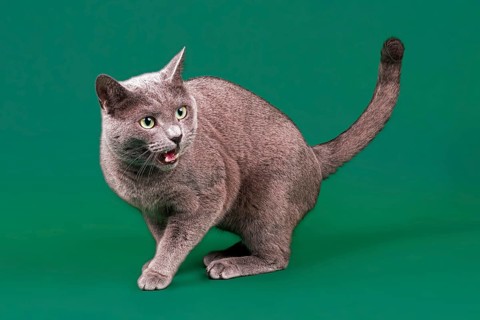 Purebred cat