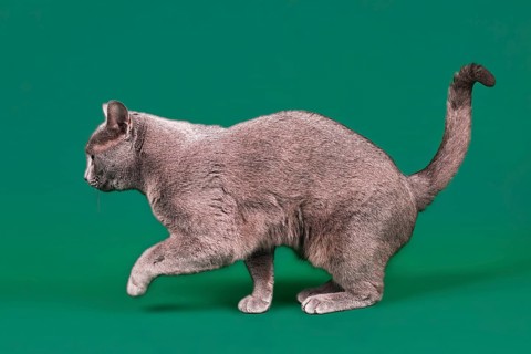 Purebred cat